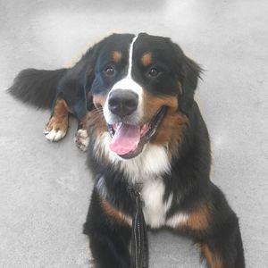 Meet your Posher, Einstein